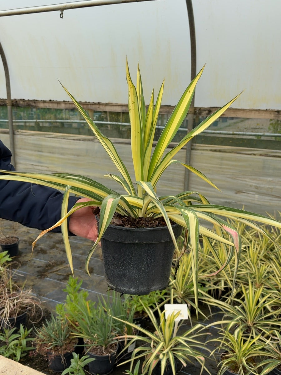 Yucca Filamentosa Colour Guard 3 Litre Pot