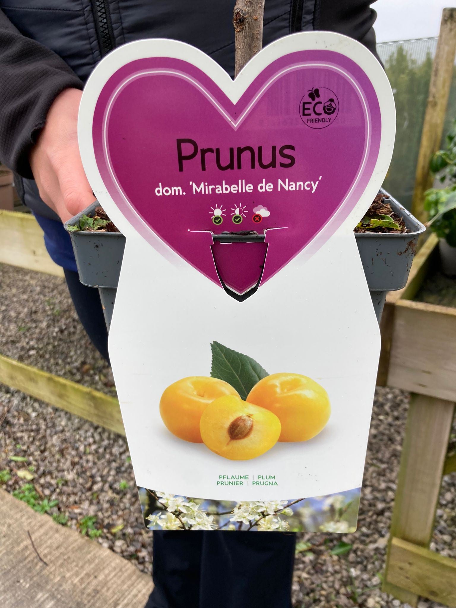 Plum Prunus Dom. Mirabelle de Nancy 5 Litre Pot Patio Tree — Grasslands ...