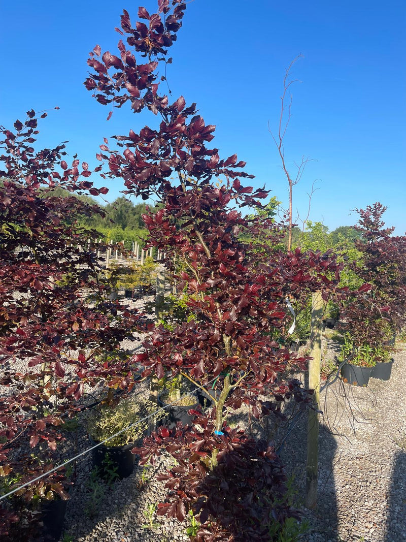 Purple Beech 190/200cm 25 Litre Pot