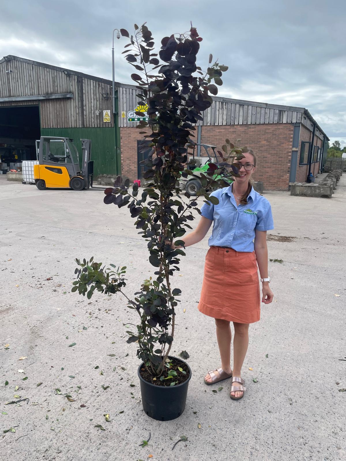 Cotinus cog. Royal Purple 20 Litre 175/200cm