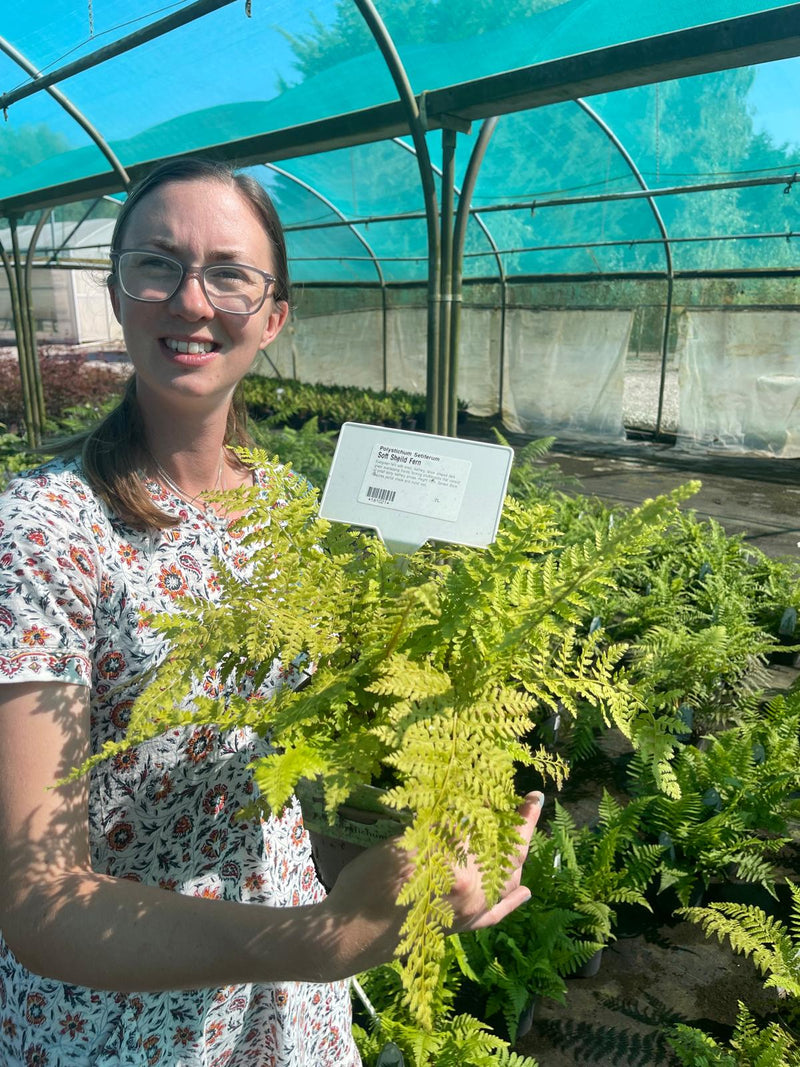 Polystichum Setiferum 2 Litre Pot