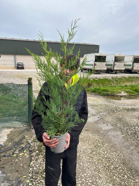 Green Leylandii Hedging 2.5 Litre Pot 60cm+