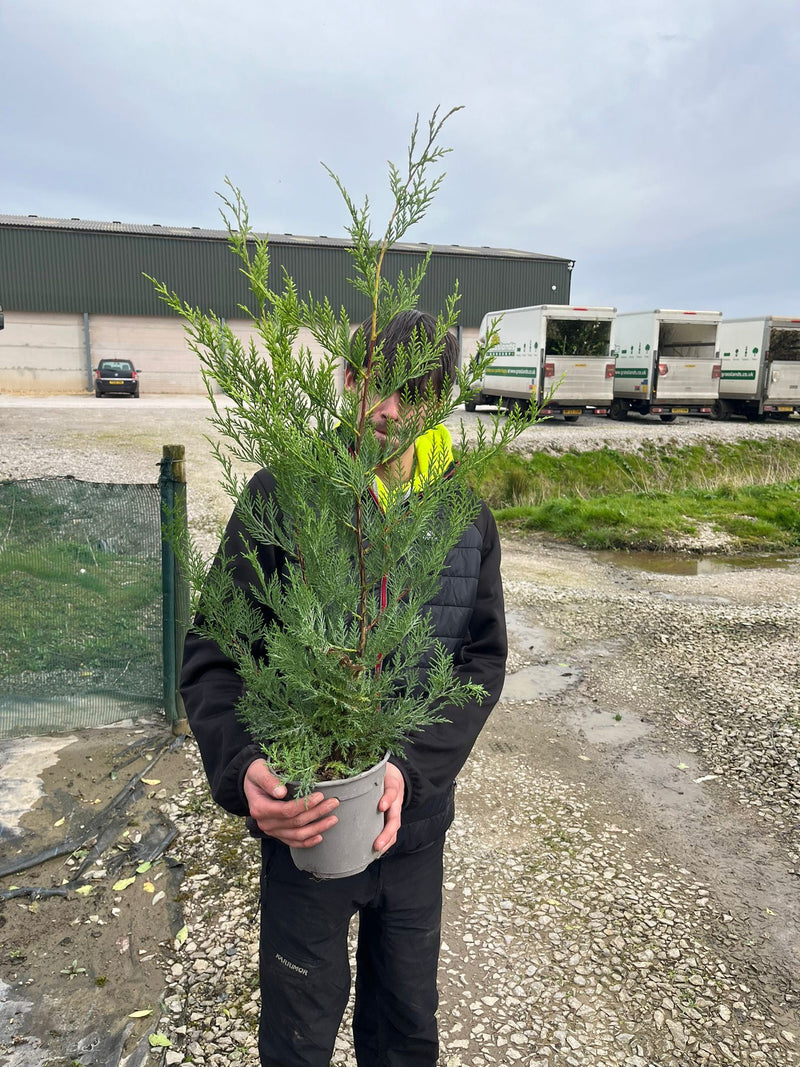 Green Leylandii Hedging 2.5 Litre Pot 60cm+