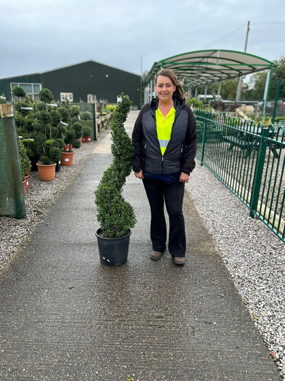 Ilex Crenata Dark Green Spiral 25 Litre 120/140cm