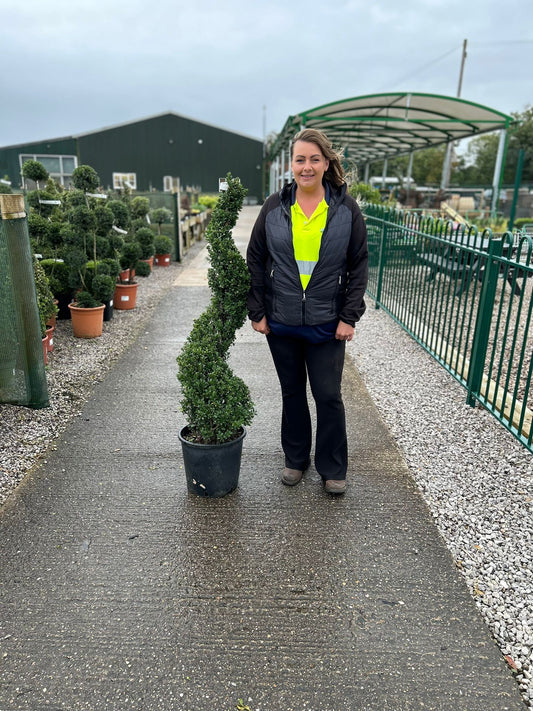 Ilex Crenata Dark Green Spiral 25 Litre 120/140cm