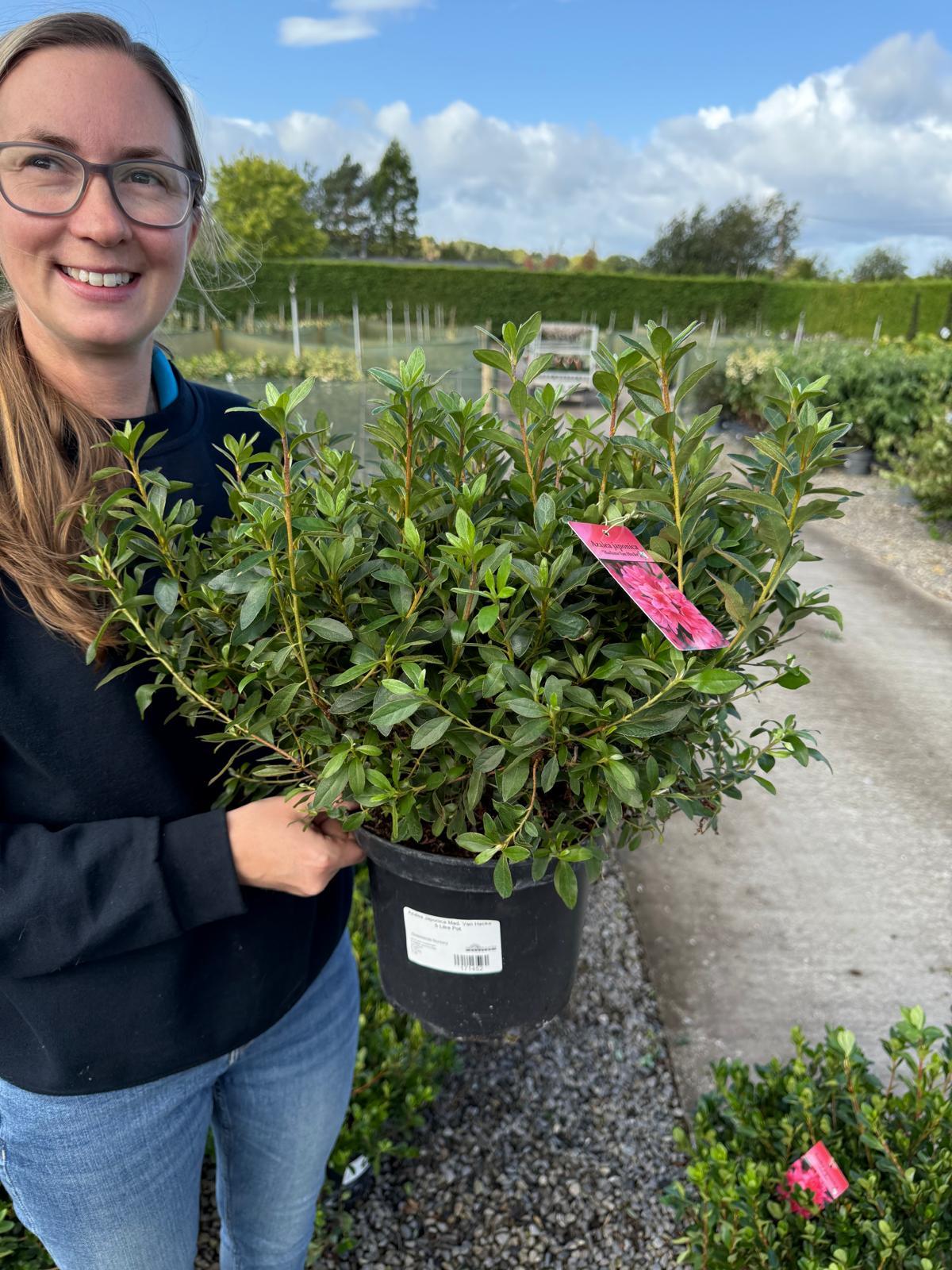 Azalea Japonica Mad. Van Hecke 5 Litre Pot — Grasslands Nursery