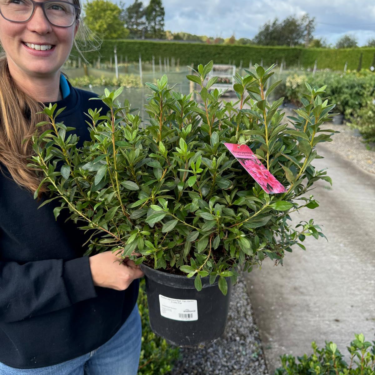 Azalea Japonica Mad. Van Hecke 5 Litre Pot — Grasslands Nursery