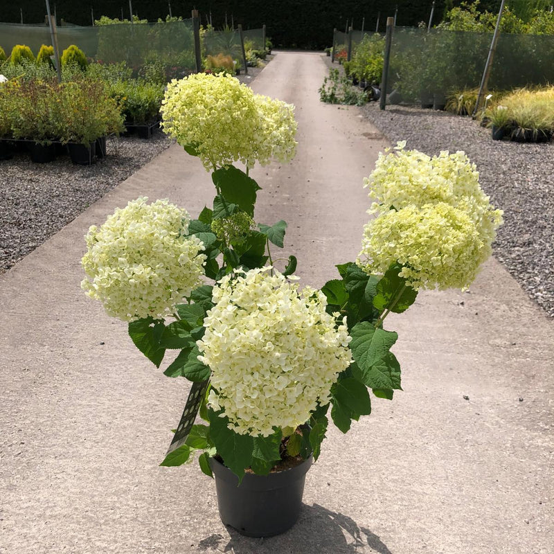 Hydrangea arborescens Annabelle 7.5 Litre Pot