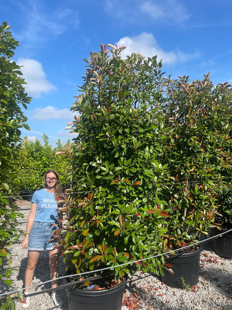 Photinia Red Robin 250cm Super Sized