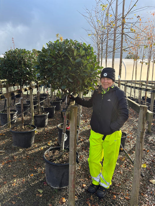 Photinia Red Robin 90/100cm Stem Half Standard 55 Litre Pot