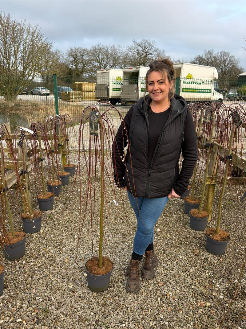 Salix Caprea Kilmarnock 5 Litre Pot 1/2 Std Stem 110cm