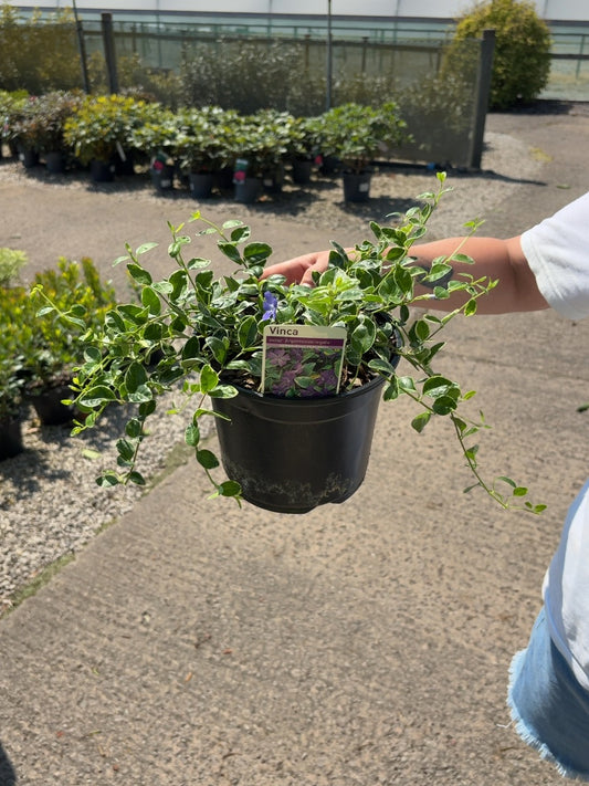 Vinca Minor Ralph Shugert 3 Litre Pot