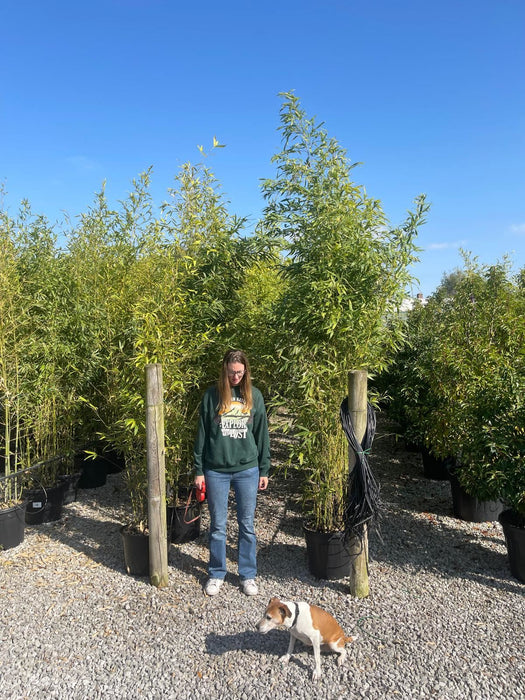 Phyllostachys Aurea, Golden Bamboo 35 Litre Pot 2.5/3.5M