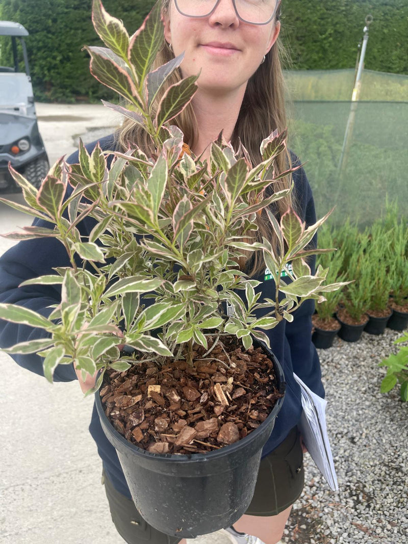 Weigela Florida All Summer Monet 3 Litre Pot