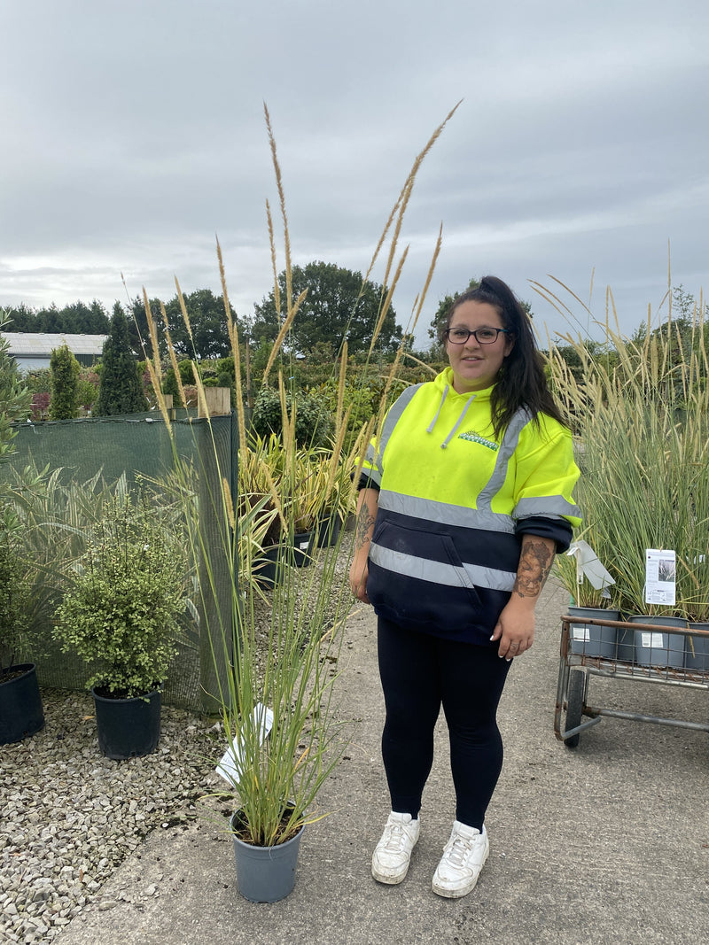 Pennisetum Macrourum 4.5 Litre Pot