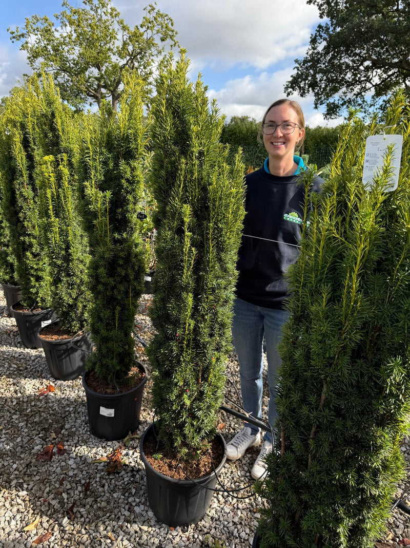 Yew Fastigiata Aurea 25 Litre Pot 125/150cm — Grasslands Nursery