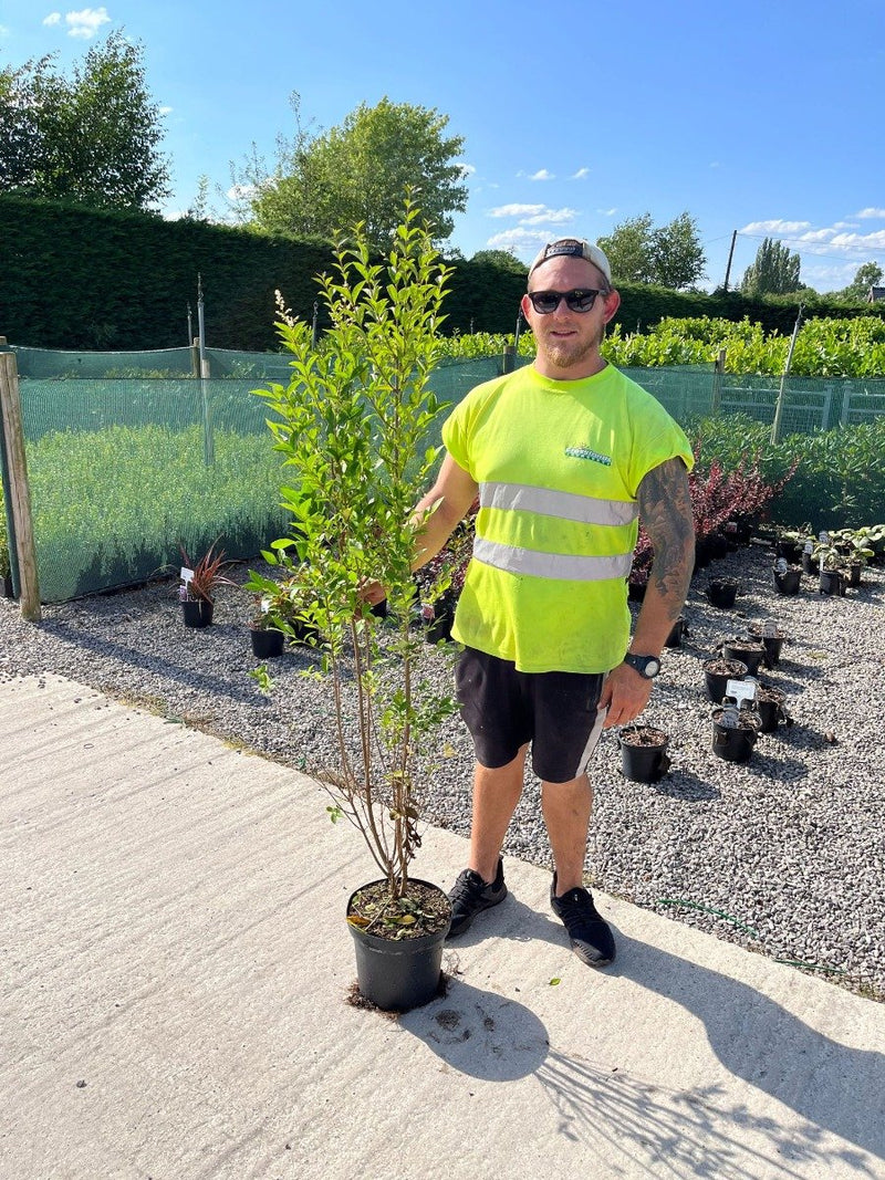 Privet Green 7.5 Litre 110/130cm Extra bushy