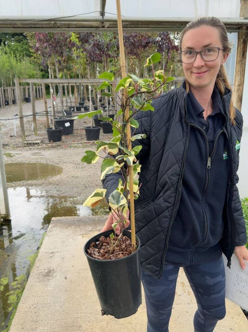 Hedera canariensis 'Gloire de Marengo'  3 Litre Pot