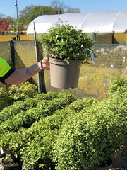 Pittosporum Pom Pom 5 Litre Pot