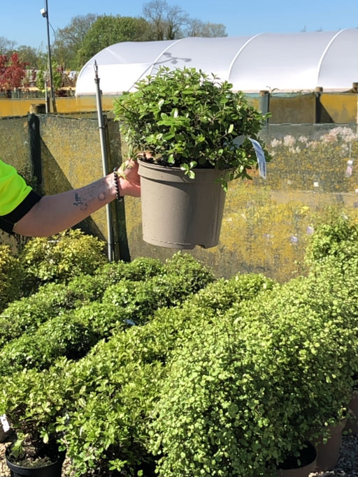 Pittosporum Pom Pom 5 Litre Pot