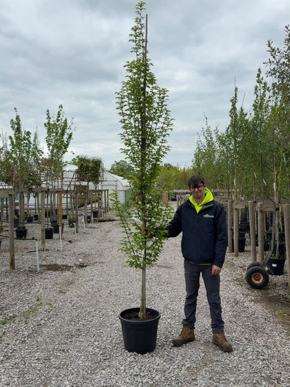 Carpinus Bet. Fastigiata 8/10cm Girth Feathered