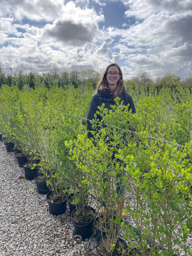 Green Privet 7.5 litre Pot Grown 110/120cm Extra Bushy
