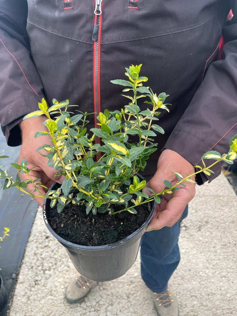 Euonymus Fortunei Blondy 3 Litre Pot — Grasslands Nursery