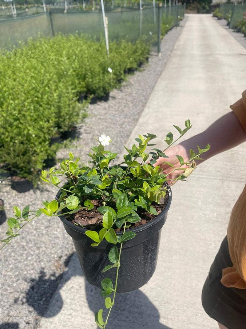 Vinca Minor Alba 2 Litre Pot