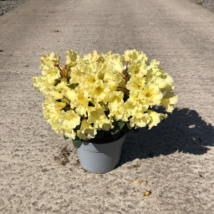 Rhododendron Saffrano 5 Litre Pot