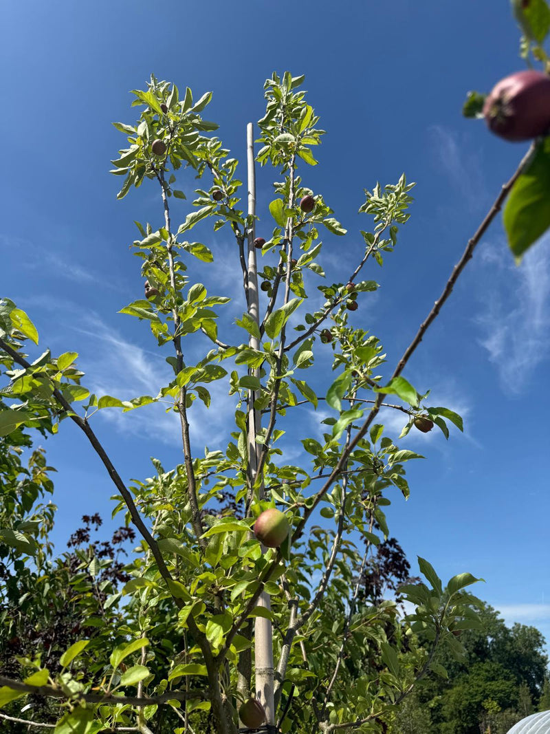 Apple Malus Golden Delicious 8/10cm Girth 35 Litre Pot