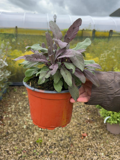 Salvia Officinalis Purperea 2 Litre Pot