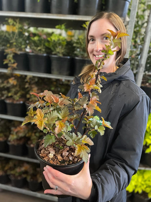 Physocarpus Lady in Red 3 Litre Pot
