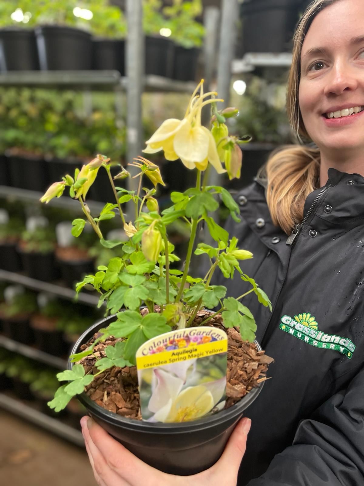 Aquilegia Spring Magic Yellow 11cm Pot