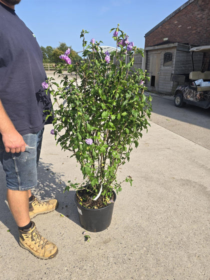 Hibiscus syr. Ardens 20 Litre Pot 100/125cm