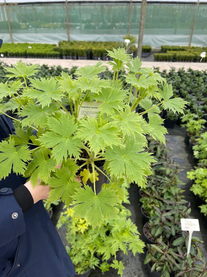 Delphinium Lavender 3 Litre Pot