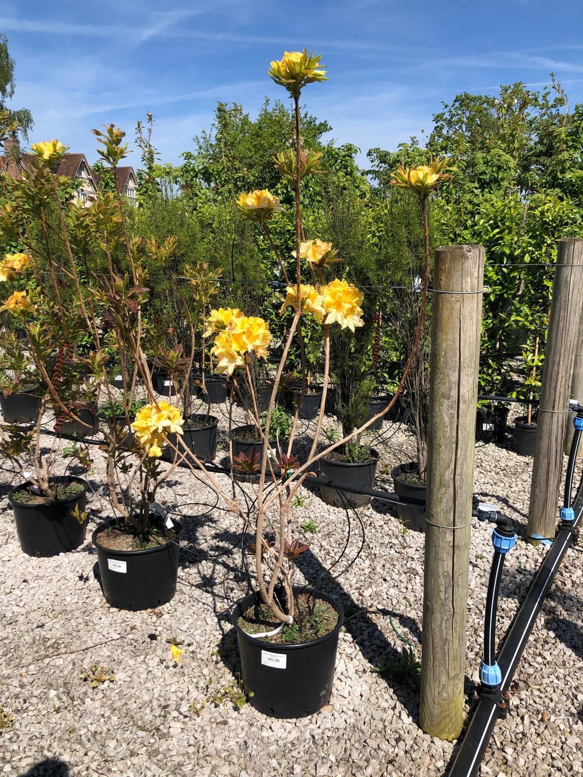 Azalea Knaphill Harvest Moon 20 Litre Pot — Grasslands Nursery