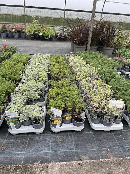 Hardy Shrub Mix