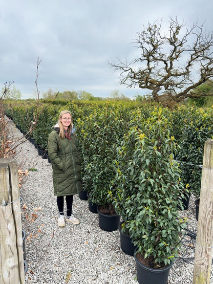 Portuguese Laurel Hedging 140/150cm 20 Litre Pot