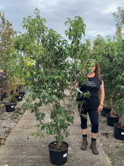 Cornus Kousa China Girl 20 Litre Pot 175-200cm Tall