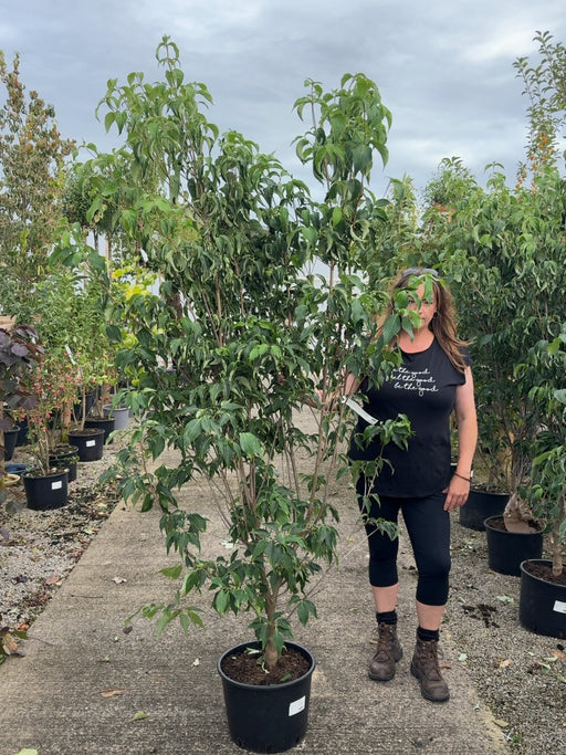 Cornus Kousa China Girl 20 Litre Pot 175-200cm Tall