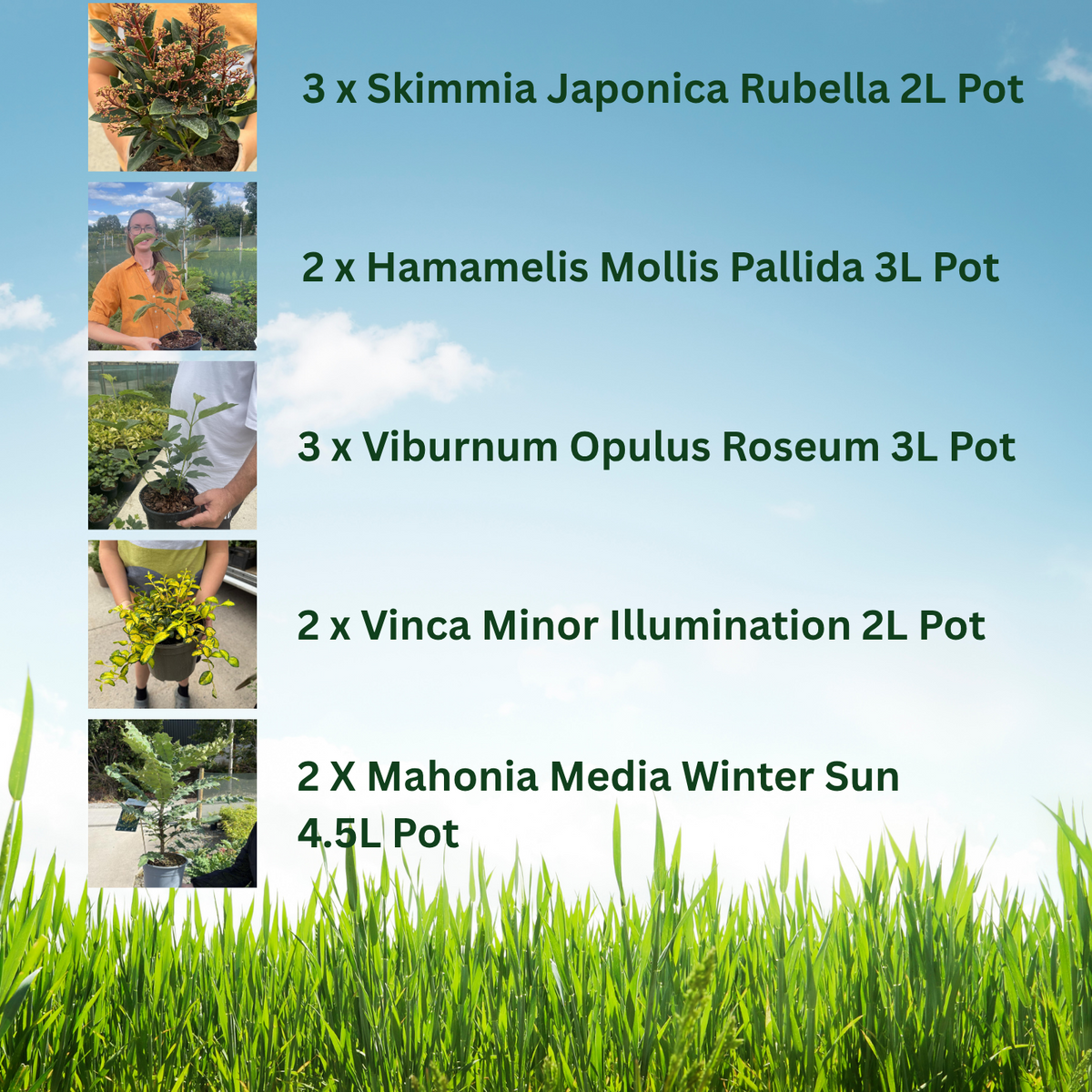 12 x Winter Flowering Border Pack