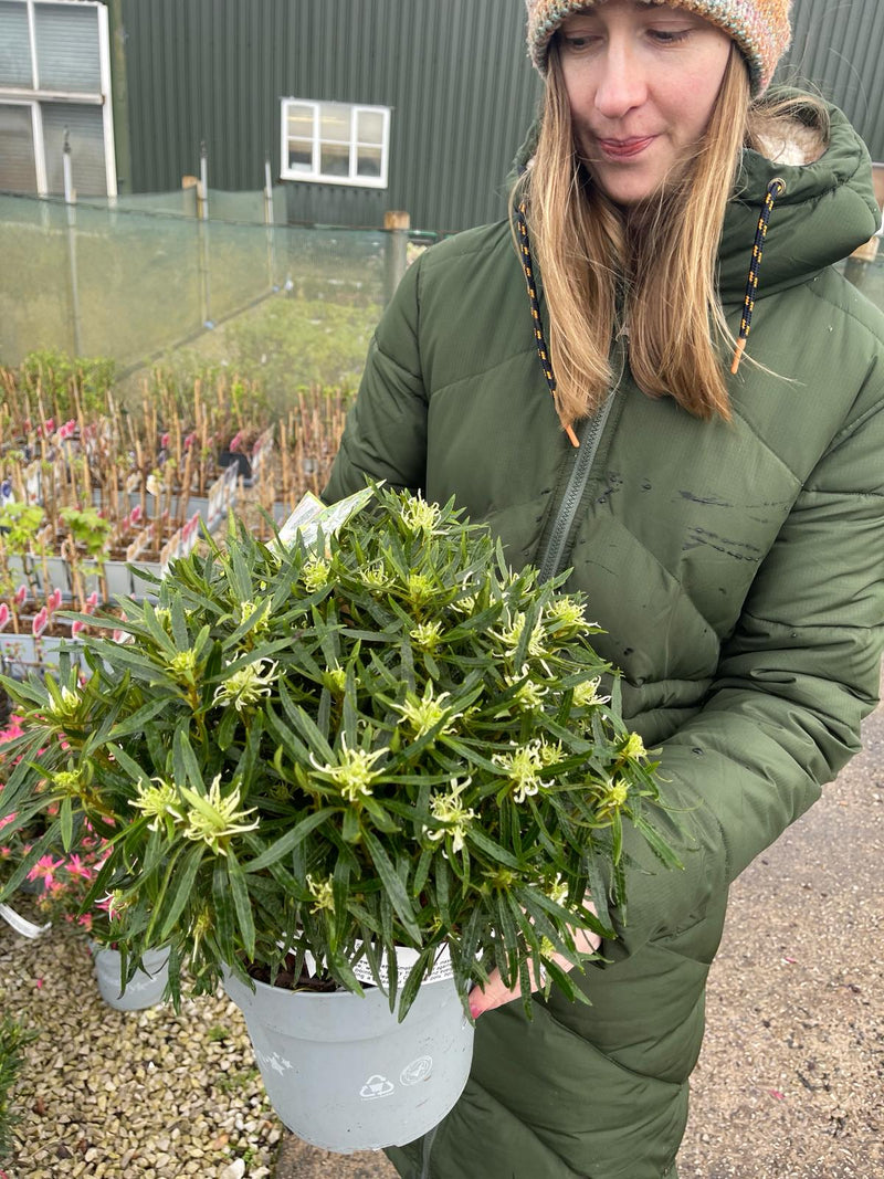 Azalea StarStyle White 3 Litre Pot