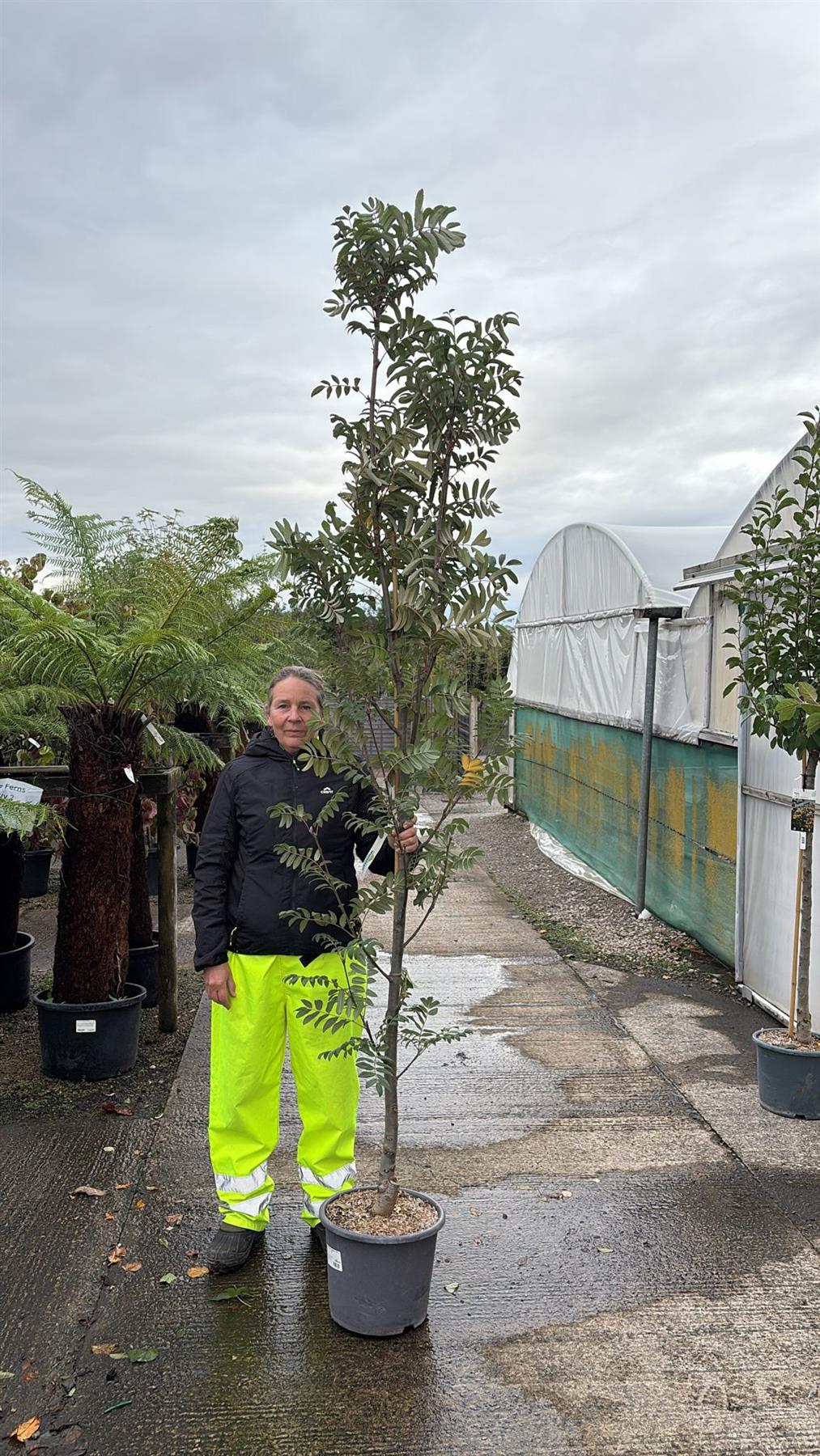 Sorbus Aucu. Fastigiata 15 Litre Pot