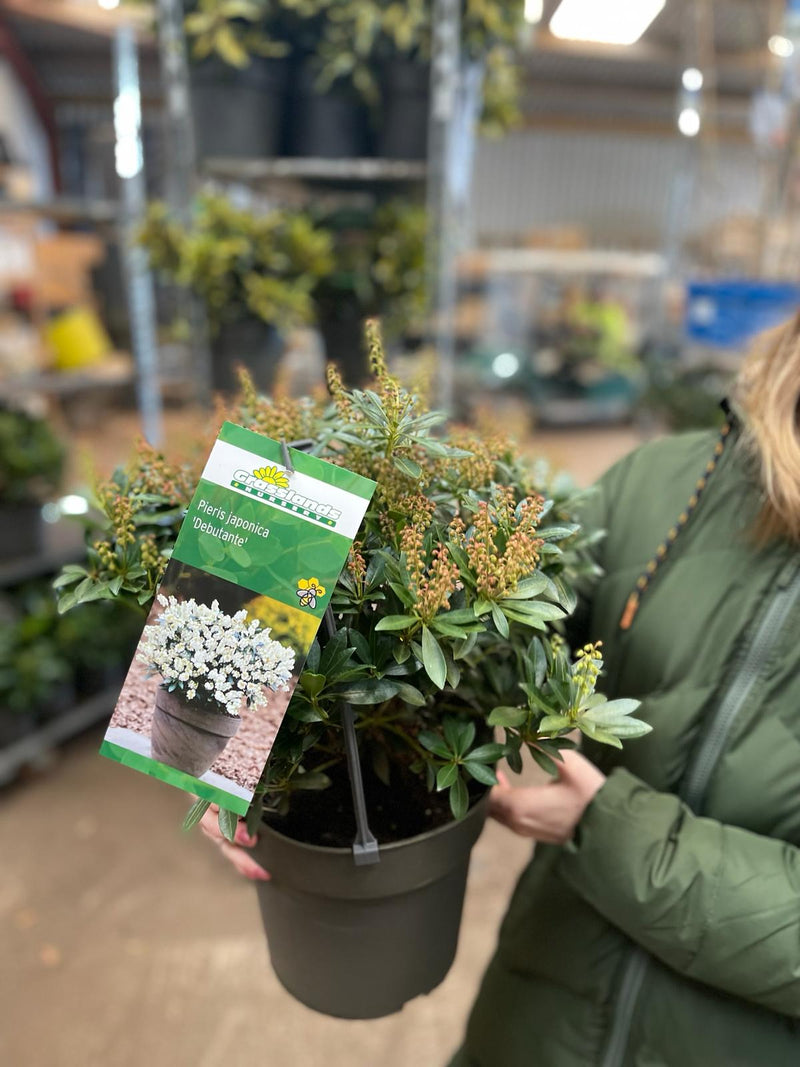 Pieris Japonica Debutante 6 Litre Pot