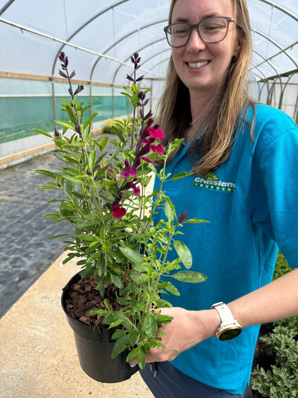 Salvia jamensis 'Magical Zambesi' - Autumn Sage 3 Litre Pot