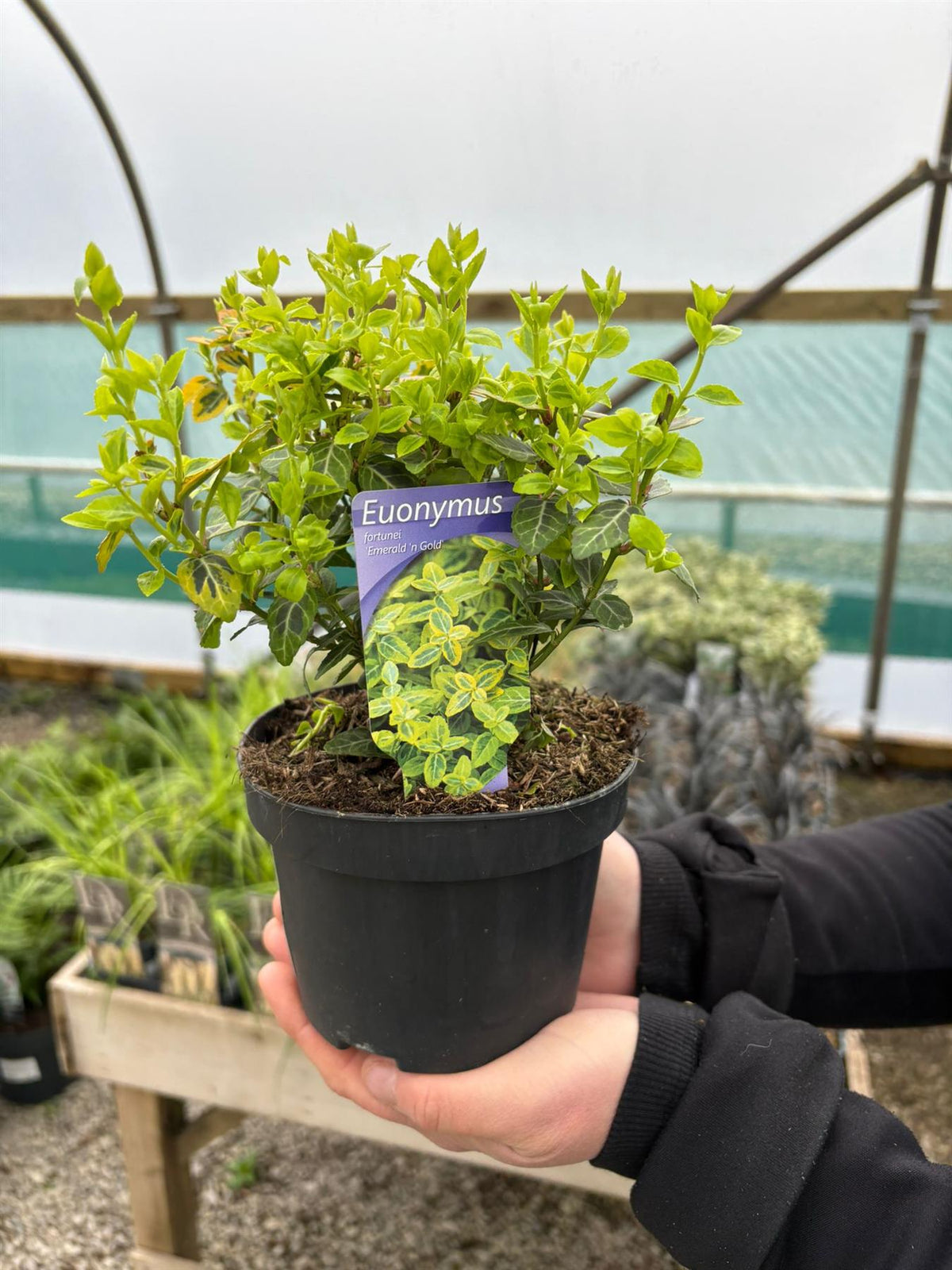 Euonymus Fortunei Emerald & Gold 1.5 Litre Pot