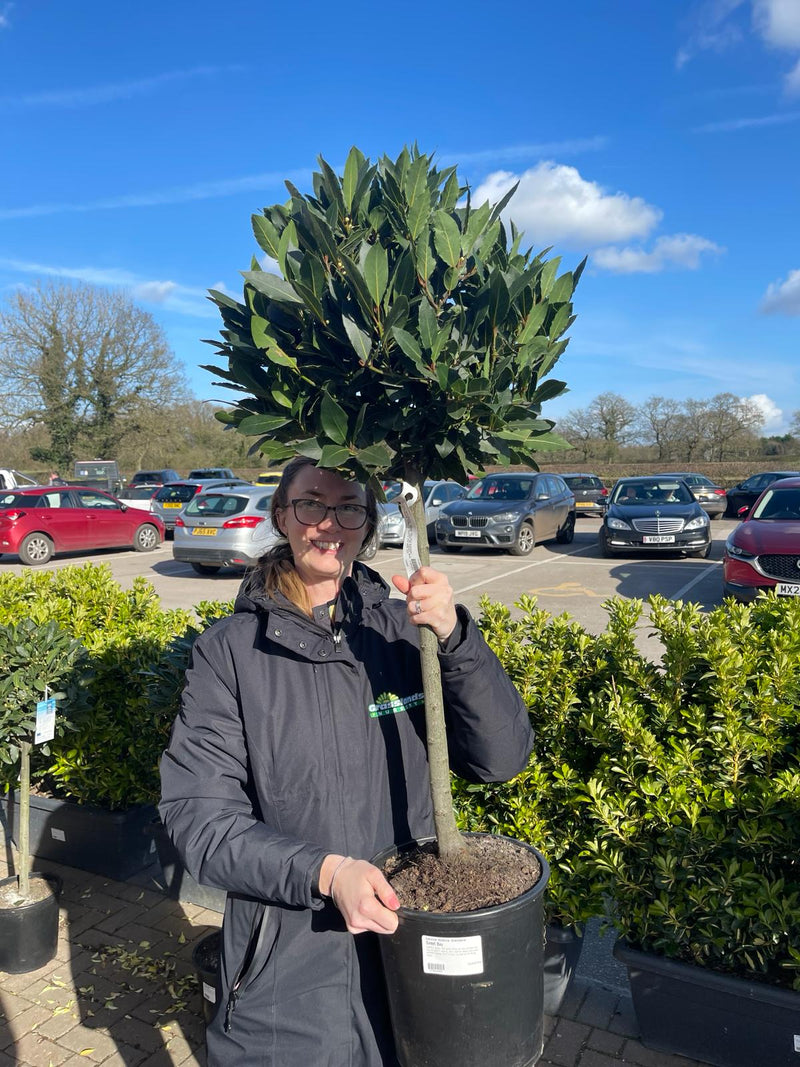Laurus Nobilis 1/2 Standard 50cm Stem 45cm Head