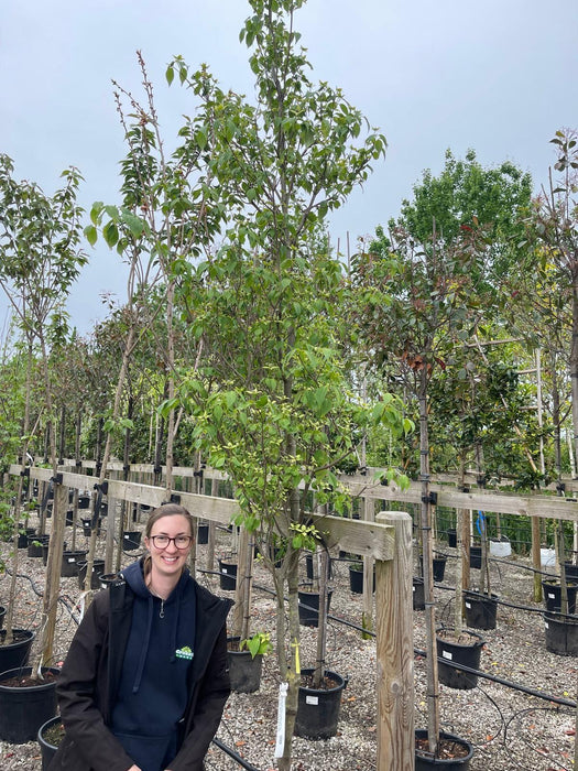 Cornus Kousa China Girl Rootballed 7/10cm Girth