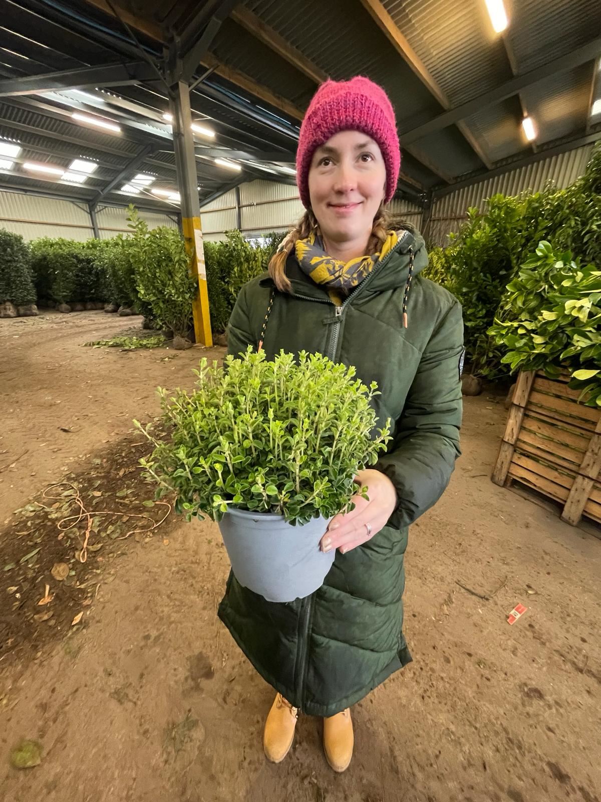 Thymus Faustini 6 Litre Pot