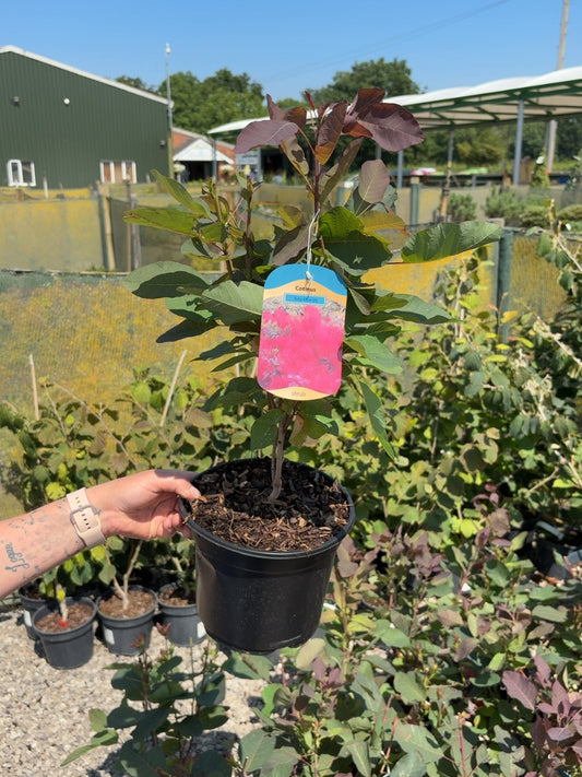 Cotinus coggygria Ruby Glow 3 Litre Pot